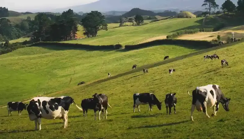 Doğal Yetiştiricilik